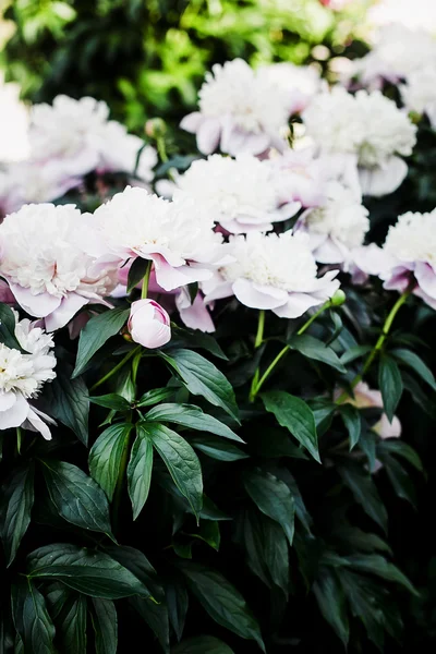 Belos Peônias Cor Rosa Perto — Fotografia de Stock