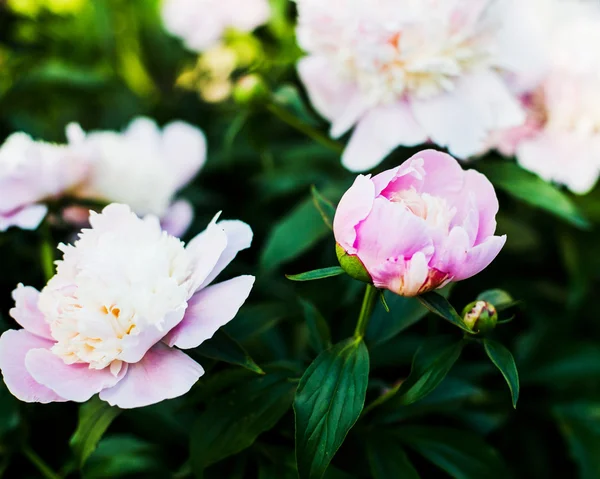 Schöne Rosa Pfingstrosen Aus Nächster Nähe — Stockfoto