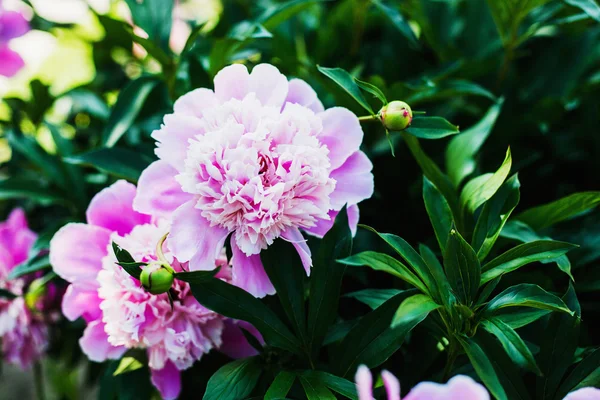 Beautiful Pink Peonies Close — Stock Photo, Image