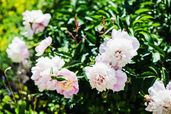 Belles Pivoines Roses Près — Photo