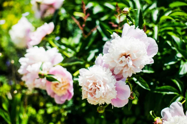 Mooie Roze Pioenrozen Close — Stockfoto