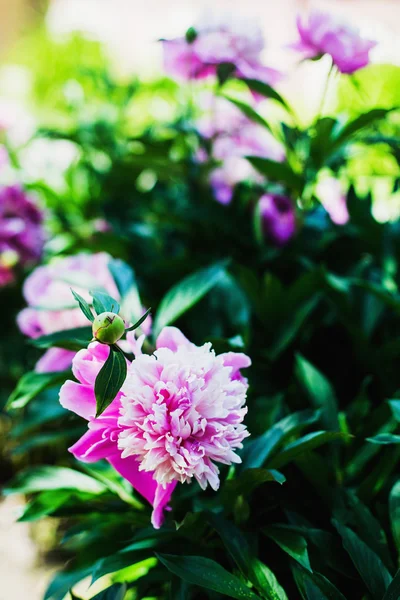 Beautiful Pink Peonies Close — Stock Photo, Image