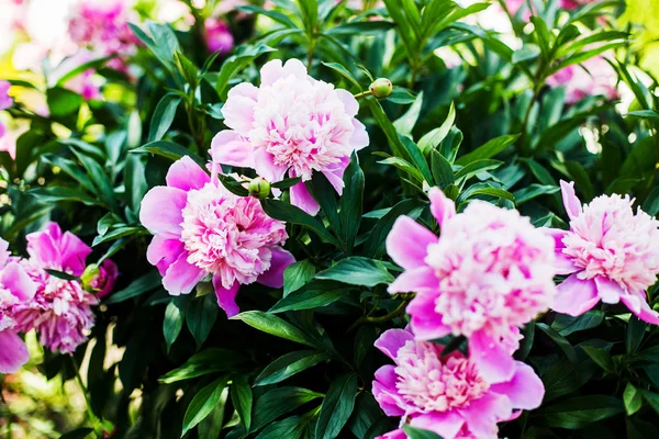 Beautiful Pink Peonies Close — Stock Photo, Image