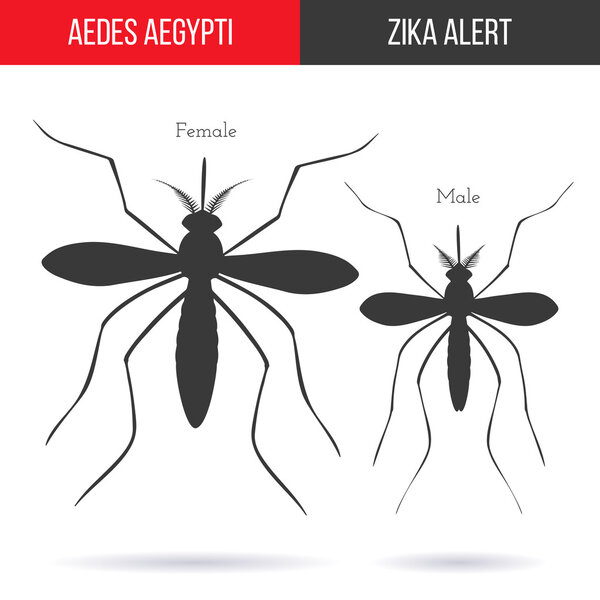 Zika virus graphic design elements.