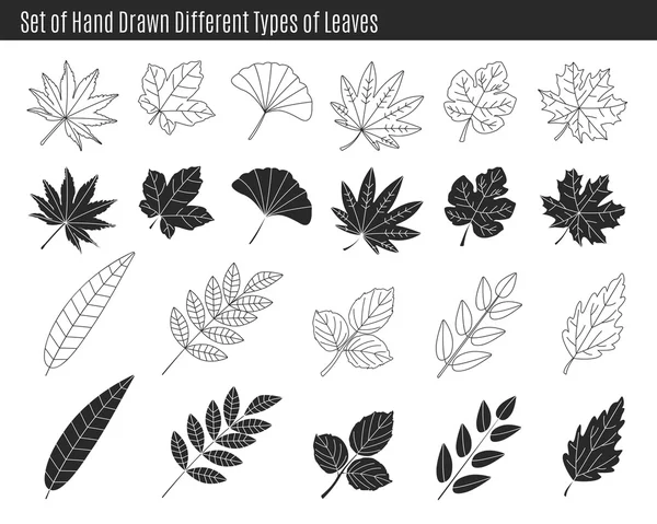 Conjunto de diferentes tipos de hojas dibujadas a mano . — Archivo Imágenes Vectoriales