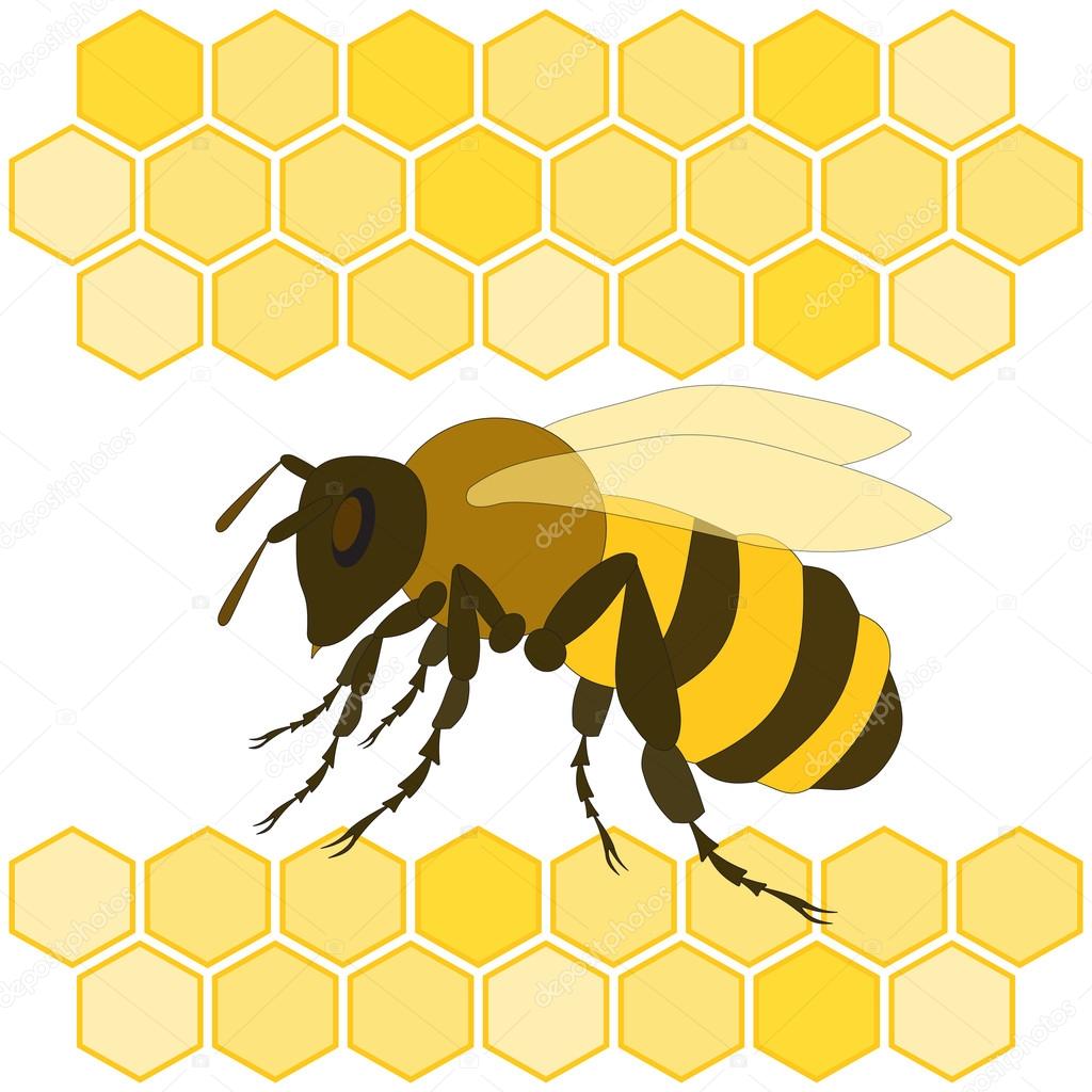 hand drawn bee and honeycomb