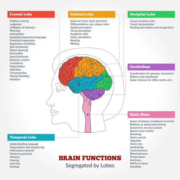 Anatomía y funciones del cerebro humano — Vector de stock