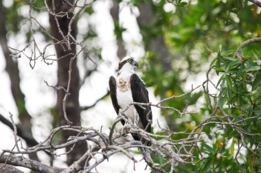 Balık kartalı, avını görmek için saatlerini harcayabileceği bir nehir ya da deniz kenarında bir dal arar ve sonra çabucak suyun üzerinden atlar..
