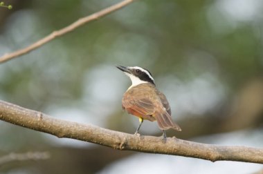 Pitangus sülfuratus veya sarı göğüs, tropiklerde geniş bir dağılımı olan küçük bir kuş türüdür, sayısına göre gözlemlenmesi kolaydır, ancak bazı benzer türlerin bazen kafası karışabilir..