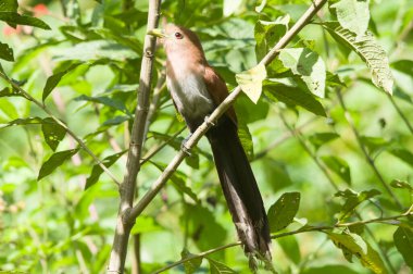 Bu kuşa, şekli, rengi ve dallar arasında nasıl hareket ettiği nedeniyle 