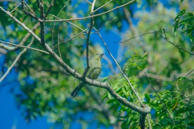  Palm Tanager ya da Thraupis palmarum, yarı açık yerlerde yaşayan küçük bir kuş, böceksi bir kuş, Kosta Rika 'da yaşıyor.