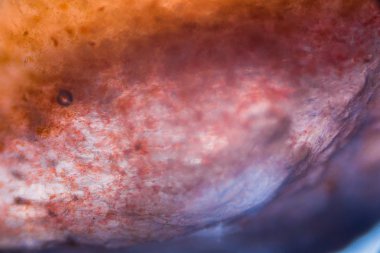 Mikroskop altında domates