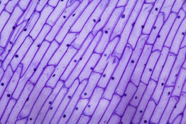 Pele de cebola roxa ao microscópio — Fotografia de Stock