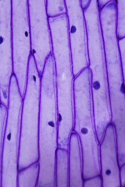 Pele de cebola roxa ao microscópio — Fotografia de Stock