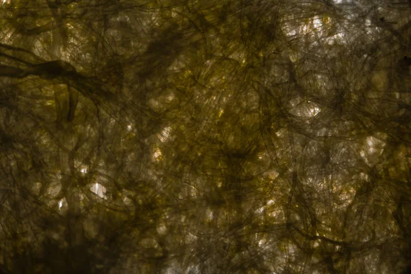 Fibras de papel tisú bajo el microscopio con una mancha amarilla de d — Foto de Stock