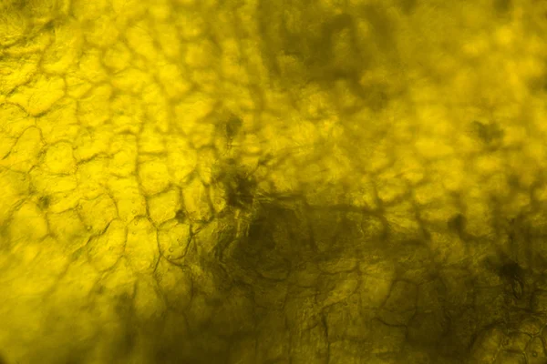 Желтый перец под микроскопом — стоковое фото
