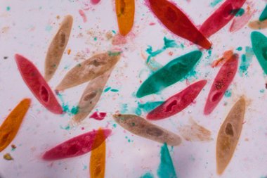 Terliksi hayvan caudatum mikroskop - co soyut şekiller altında