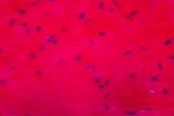 Anodonta жабры эпителия под микроскопом - Abstra — стоковое фото