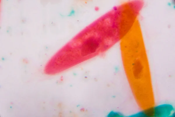Paramecium caudatum под микроскопом - Абстрактные формы в кооперации — стоковое фото