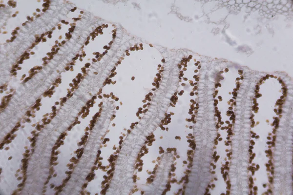 Секция Agaricus под микроскопом — стоковое фото
