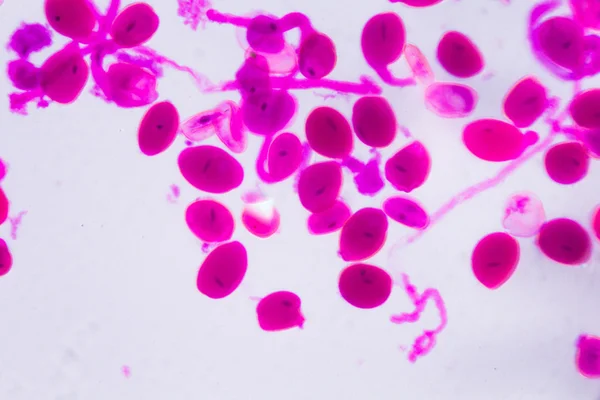 Hemerocallis citrina mature anther under the microscope - Abstra — Stock Photo, Image