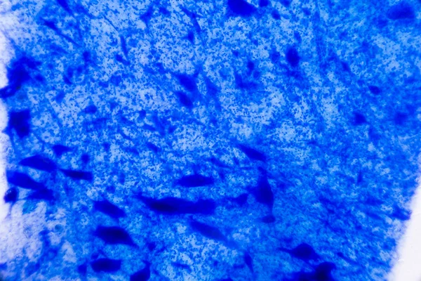 Célula nerviosa bajo el microscopio - Puntos azules abstractos en ba blanca —  Fotos de Stock