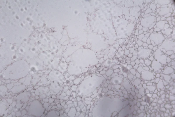 Agaricus-Schnitt unter dem Mikroskop — Stockfoto