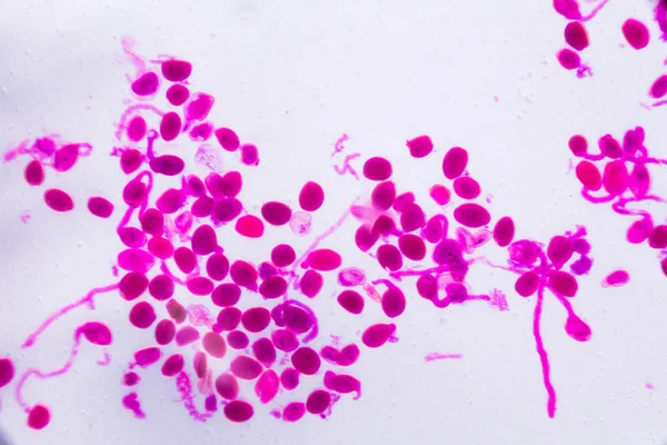 Hemerocallis citrina madura antera bajo el microscopio - Abstra —  Fotos de Stock