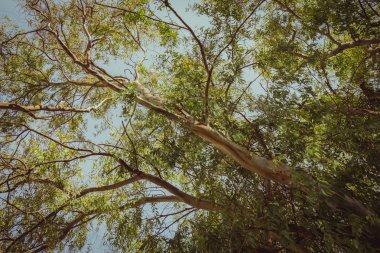 Okaliptüs ağacı aşağıdan