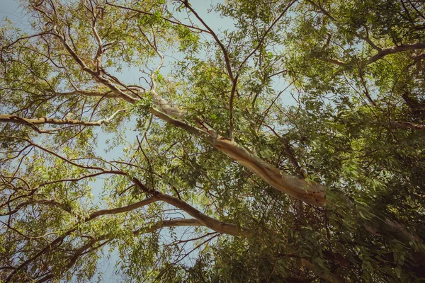 Okaliptüs ağacı aşağıdan