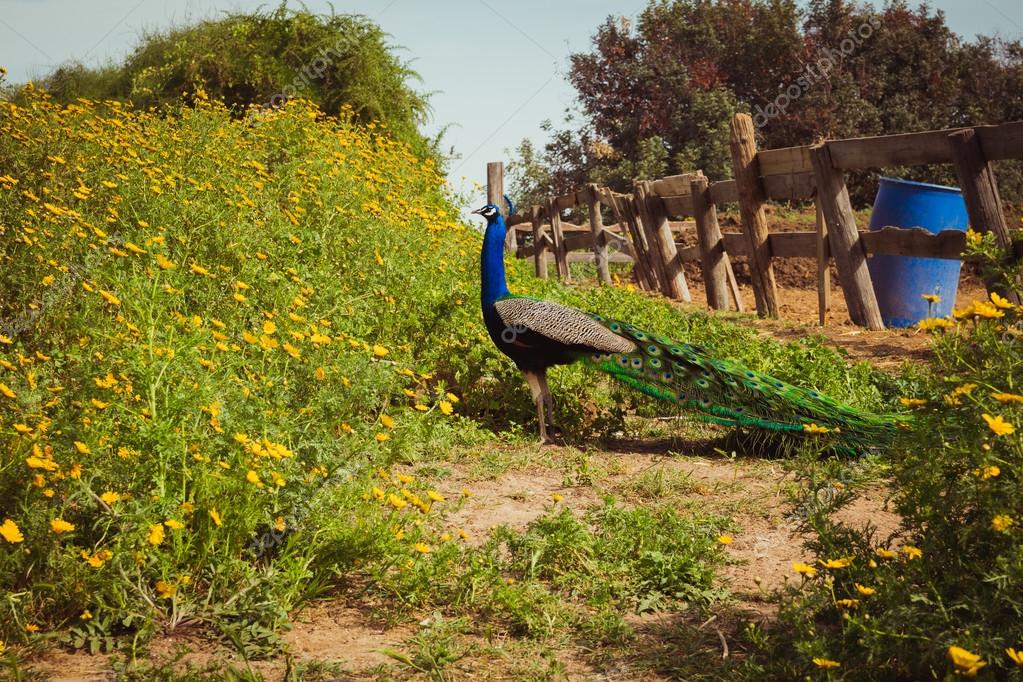 Pajar con flores en la granja — Foto de stock © wavemoviesmw #106139248