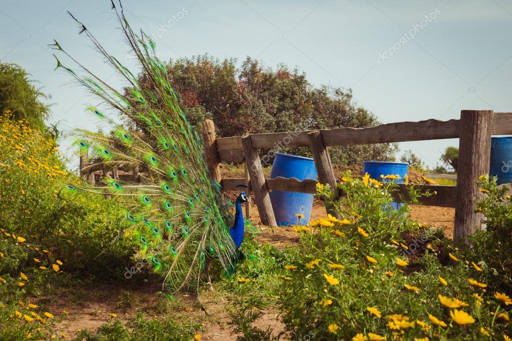 Plumas de cola de pavo real diseminadas en la granja — Foto de stock