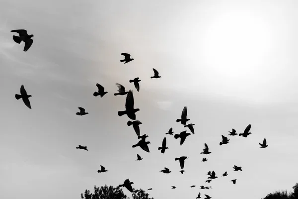 Silhouettes of flying pigeons in the skies — Stock Photo, Image