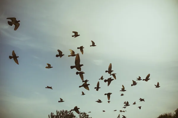 Siluete de porumbei zburători pe cer — Fotografie, imagine de stoc