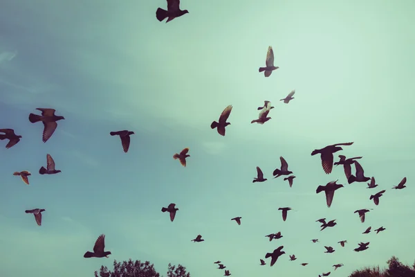 Silhouettes of flying pigeons in the skies — Stock Photo, Image
