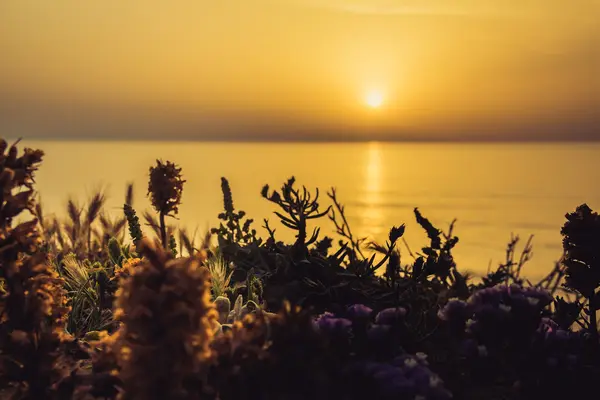 Gelassener goldener Sonnenuntergang über dem Meer mit den wilden Blumen — Stockfoto