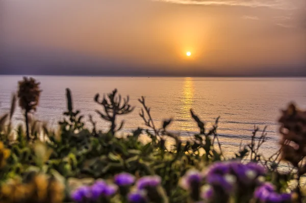 Gelassener goldener Sonnenuntergang über dem Meer mit den wilden Blumen — Stockfoto