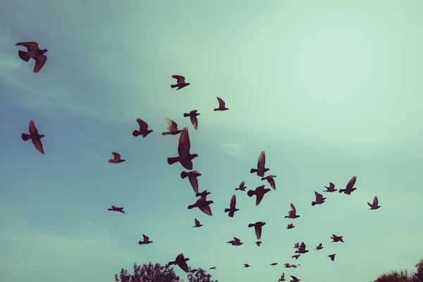 Güvercinler göklerde uçan siluetleri — Stok fotoğraf