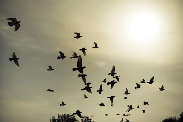 Silhouetten fliegender Tauben am Himmel — Stockfoto