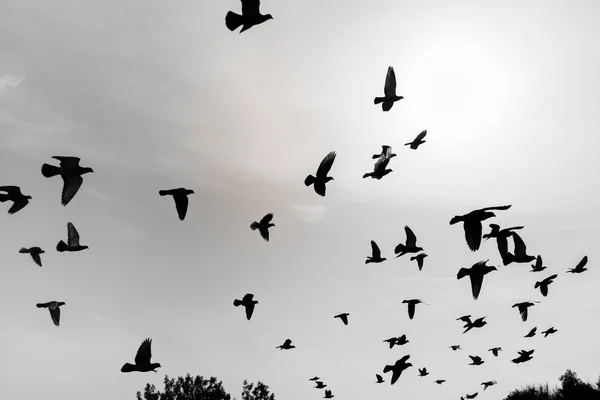 Güvercinler göklerde uçan siluetleri — Stok fotoğraf