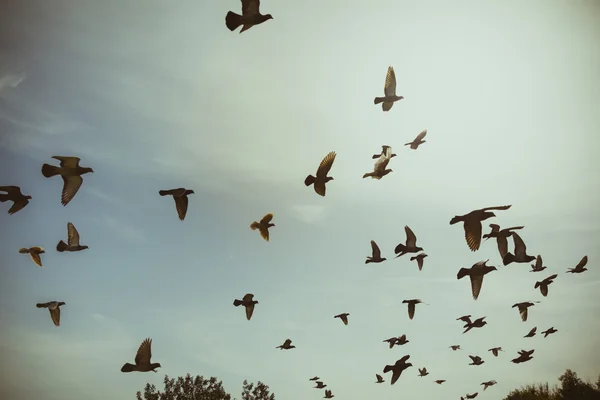 Siluete de porumbei zburători pe cer — Fotografie, imagine de stoc