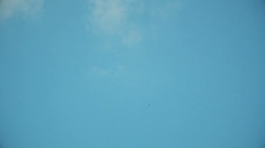 Mavi gökyüzünde Kuşlar uçar