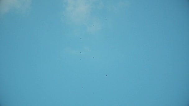 Vögel fliegen in blauem Himmel — Stockvideo