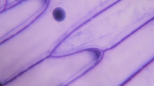 Pele de cebola roxa ao microscópio — Vídeo de Stock