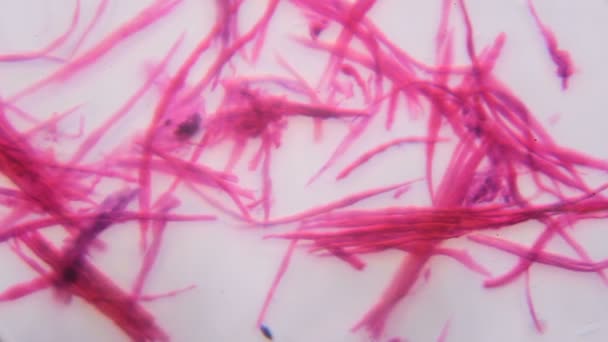 Smooth muscle separate under the microscope - Abstract pink lines on white background — Stock Video