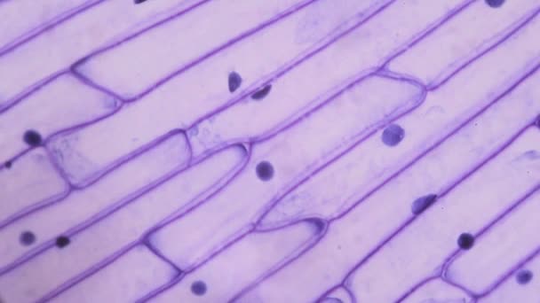 Cáscara de cebolla morada bajo el microscopio — Vídeos de Stock