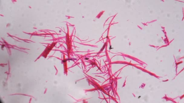 Гладкая мышца разделена под микроскопом - Абстрактные розовые линии на белом фоне — стоковое видео