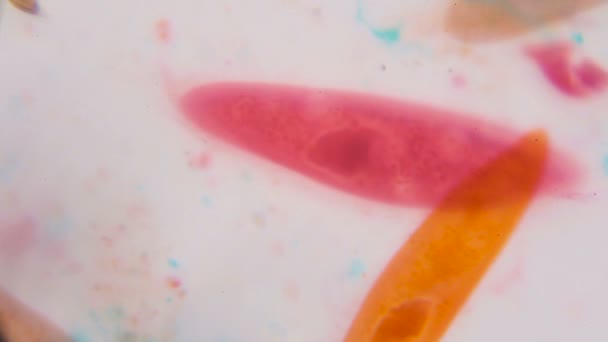 현미경-그린, 레드, 오렌지와 흰색 바탕에 브라운의 컬러로 추상 모양 paramecium caudatum — 비디오