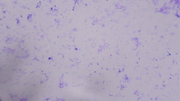 Cellula nervosa al microscopio - Puntini blu astratti su sfondo bianco — Video Stock