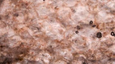 Mikroskop altında domates